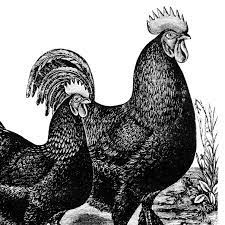 The Vintage Rooster